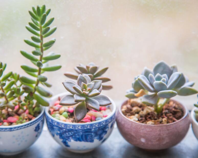 Não jogue fora os copos não usados, pode ser transformado em um vaso de flores