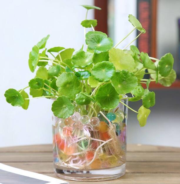 Não jogue fora os copos não usados, pode ser transformado em um vaso de flores